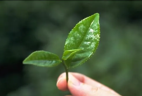 遠紅外加熱技術在(zai)茶(cha)葉(ye)加工中的應用